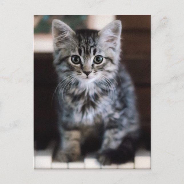 Cutest Baby djur | Kitten på Piano Nycklar Vykort (Framsida)