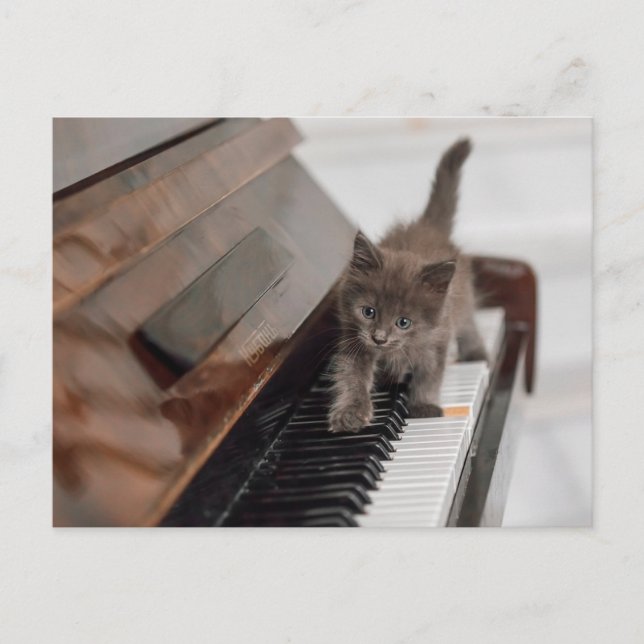 Cutest Baby djur | Kitten på Piano Vykort (Framsida)