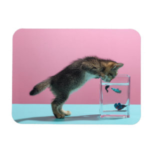 Cutest Baby djur Kitten Tittar på Fish Bowl Magnet