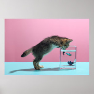 Cutest Baby djur Kitten Tittar på Fish Bowl Poster