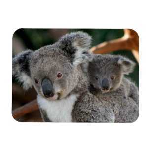 Cutest Baby djur Koala och Joey Magnet