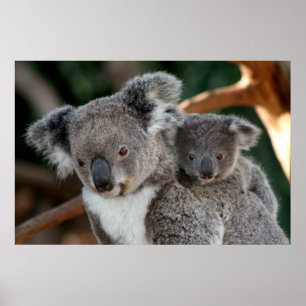 Cutest Baby djur Koala och Joey Poster