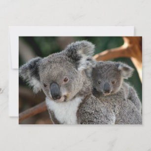 Cutest Baby djur Koala och Joey Tack Kort