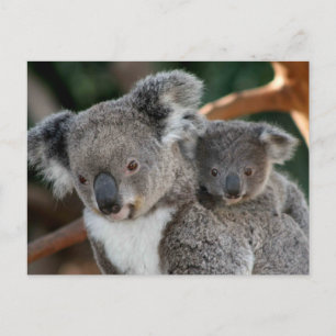 Cutest Baby djur Koala och Joey Vykort