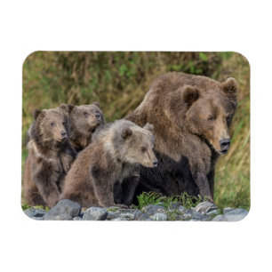 Cutest Baby djur Kodiak Mamma Bear & Unge Magnet