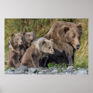 Cutest Baby djur   Kodiak Mamma Bear & Unge Poster