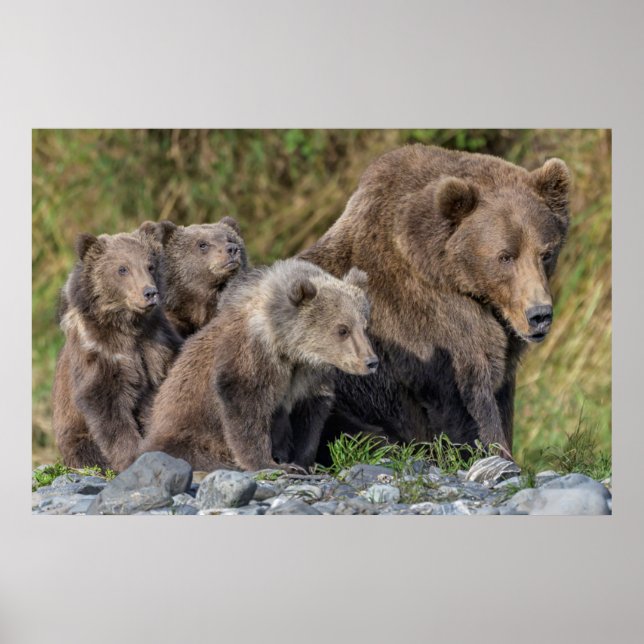 Cutest Baby djur | Kodiak Mamma Bear & Unge Poster (Framsidan)