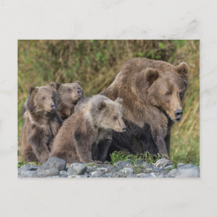 Cutest Baby djur Kodiak Mamma Bear & Unge Vykort