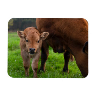 Cutest Baby djur Kund och kalv Magnet