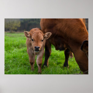 Cutest Baby djur Kund och kalv Poster