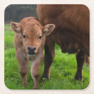 Cutest Baby djur Kund och kalv Underlägg Papper Kvadrat