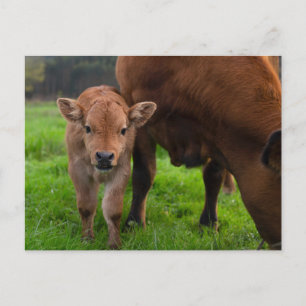 Cutest Baby djur Kund och kalv Vykort