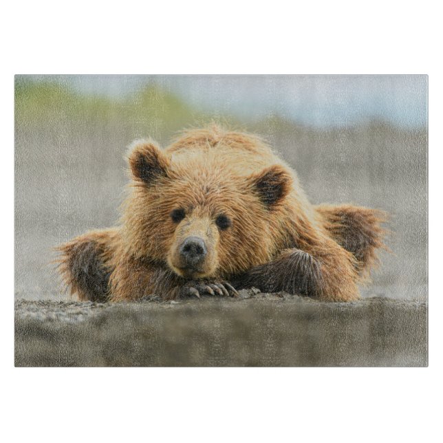 Cutest Baby djur | Kustnära Björn Unge (Framsidan)