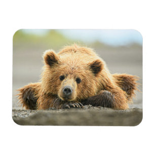 Cutest Baby djur Kustnära Björn Unge Magnet