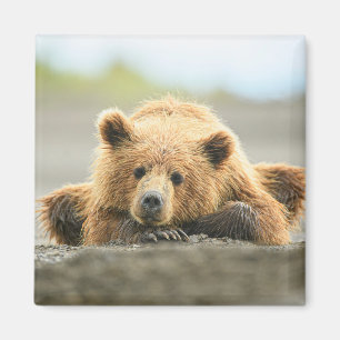 Cutest Baby djur Kustnära Björn Unge Magnet