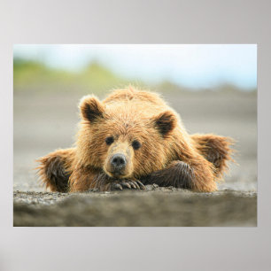 Cutest Baby djur Kustnära Björn Unge Poster