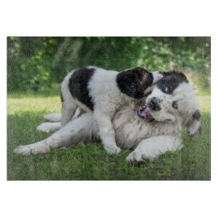 Cutest Baby djur   Landseer Puppy