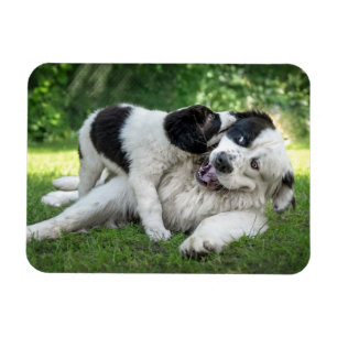 Cutest Baby djur Landseer Puppy Magnet