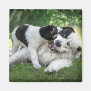 Cutest Baby djur Landseer Puppy Magnet