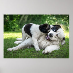 Cutest Baby djur Landseer Puppy Poster