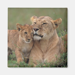 Cutest Baby djur Lejona Unge och Mor Magnet