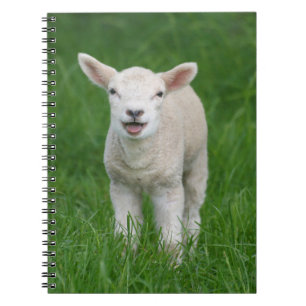 Cutest Baby djur   Lil Lamb Anteckningsbok