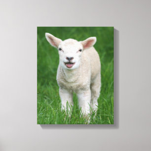 Cutest Baby djur   Lil Lamb Canvastryck