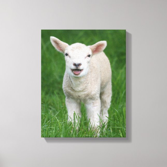 Cutest Baby djur | Lil Lamb Canvastryck (Framsida)