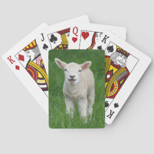 Cutest Baby djur   Lil Lamb Casinokort