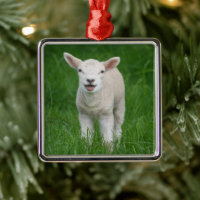 Cutest Baby djur | Lil Lamb