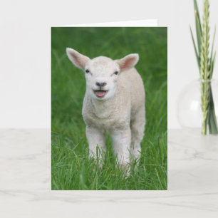 Cutest Baby djur Lil Lamb Kort