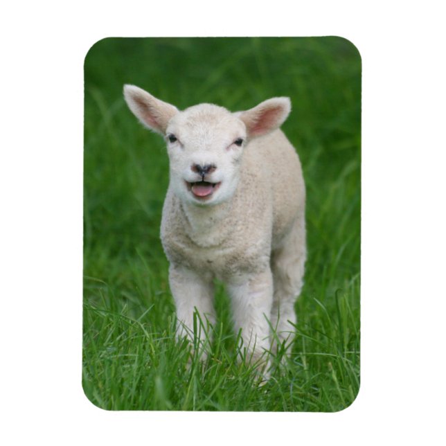 Cutest Baby djur | Lil Lamb Magnet (Vertikal)
