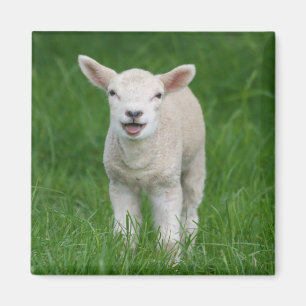 Cutest Baby djur   Lil Lamb Magnet