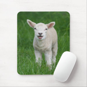 Cutest Baby djur   Lil Lamb Musmatta