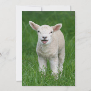 Cutest Baby djur Lil Lamb Tack Kort