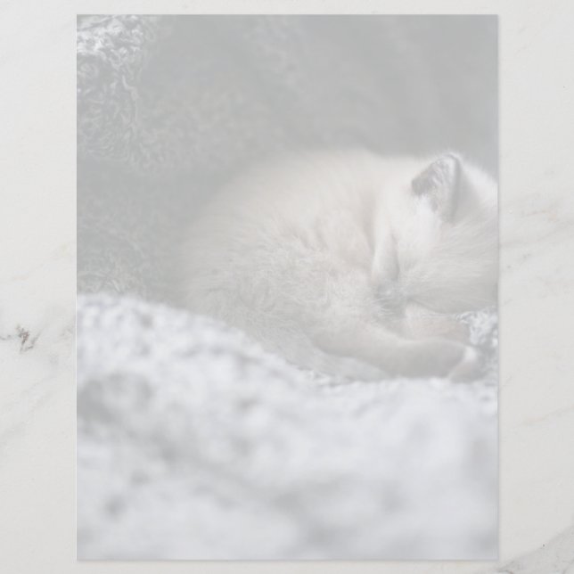 Cutest Baby djur | Liten Kitten Sleeping (Framsida)