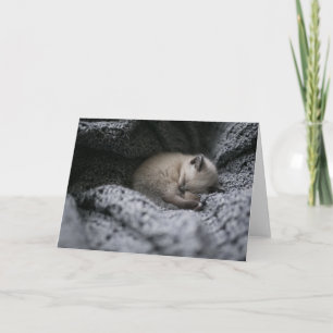 Cutest Baby djur Liten Kitten Sleeping Kort