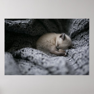 Cutest Baby djur Liten Kitten Sleeping Poster