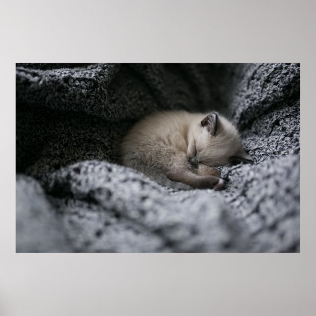 Cutest Baby djur | Liten Kitten Sleeping Poster (Framsidan)