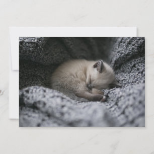 Cutest Baby djur Liten Kitten Sleeping Tack Kort