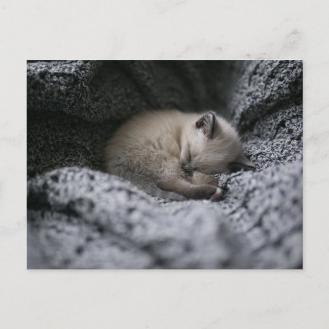 Cutest Baby djur | Liten Kitten Sleeping Vykort (Framsida)