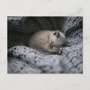 Cutest Baby djur Liten Kitten Sleeping Vykort