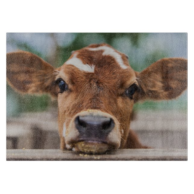 Cutest Baby djur | Little Cow Calf (Framsidan)