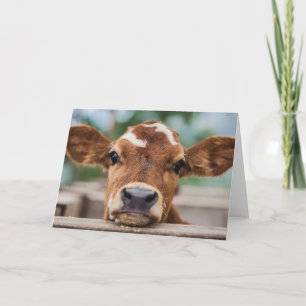 Cutest Baby djur Little Cow Calf Kort