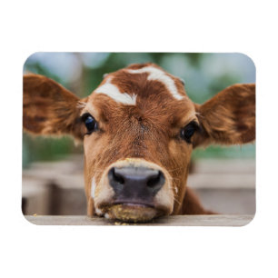 Cutest Baby djur Little Cow Calf Magnet