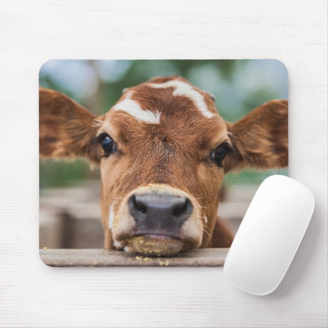Cutest Baby djur | Little Cow Calf Musmatta (Med mus)