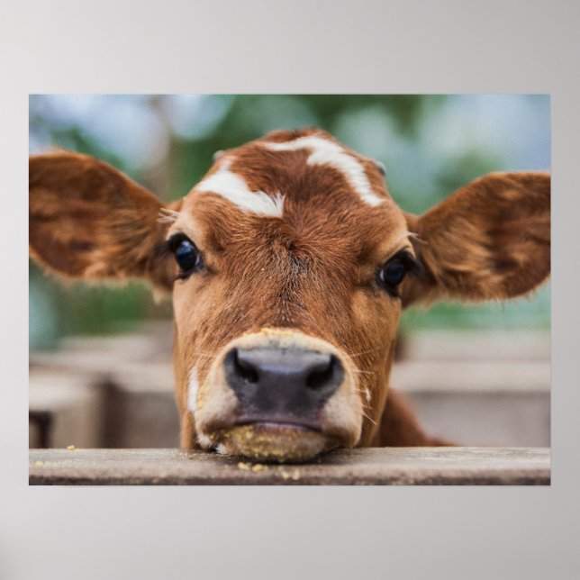 Cutest Baby djur | Little Cow Calf Poster (Framsidan)