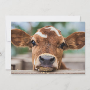 Cutest Baby djur Little Cow Calf Tack Kort