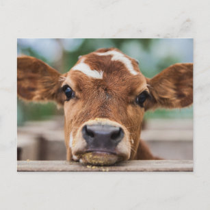 Cutest Baby djur   Little Cow Calf Vykort