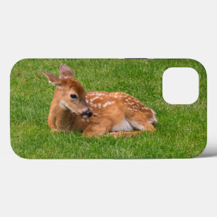 Cutest Baby djur Little Fawn